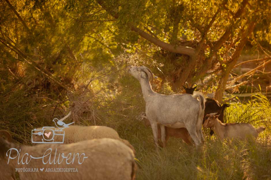 piaalvero fotografía infantil Cintruénigo-270